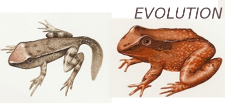 Evolution_V2.jpg